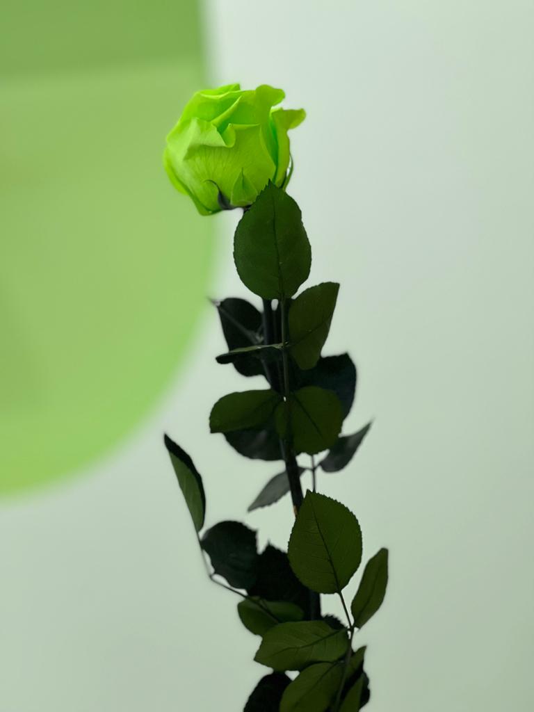 Agencia de Viajes - Pisa Mundo Las Palmas